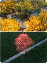 杭州小眾去處，秋景打卡地大揭秘