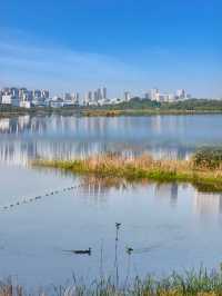 在成都，必推薦嘅興隆湖濕地公園，感受踏青魅力