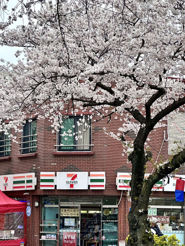 🌸濟州典農路櫻花隧道｜赴一場春日浪漫之約🌸
