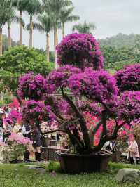 深圳限定浪漫！蓮花山簕杜鵑花展美到窒息🌸