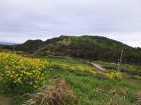 Amazing weekend getaway to Jeju Island, South Korea! 