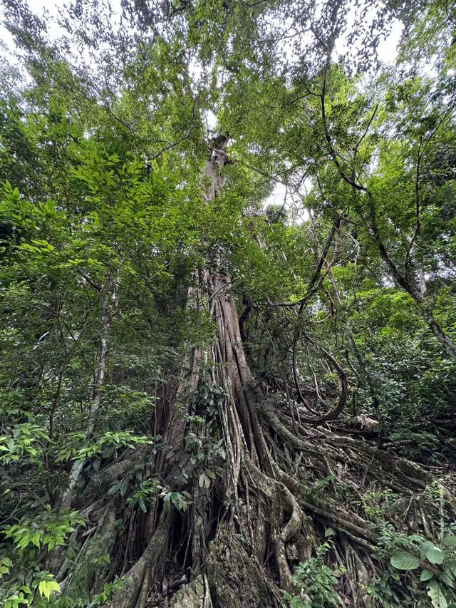 《逃離城市指南：墜入西雙版納的綠野仙蹤與異域風情》