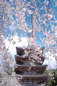京都【背割堤-醍醐寺一日遊攻略，追櫻大吉】