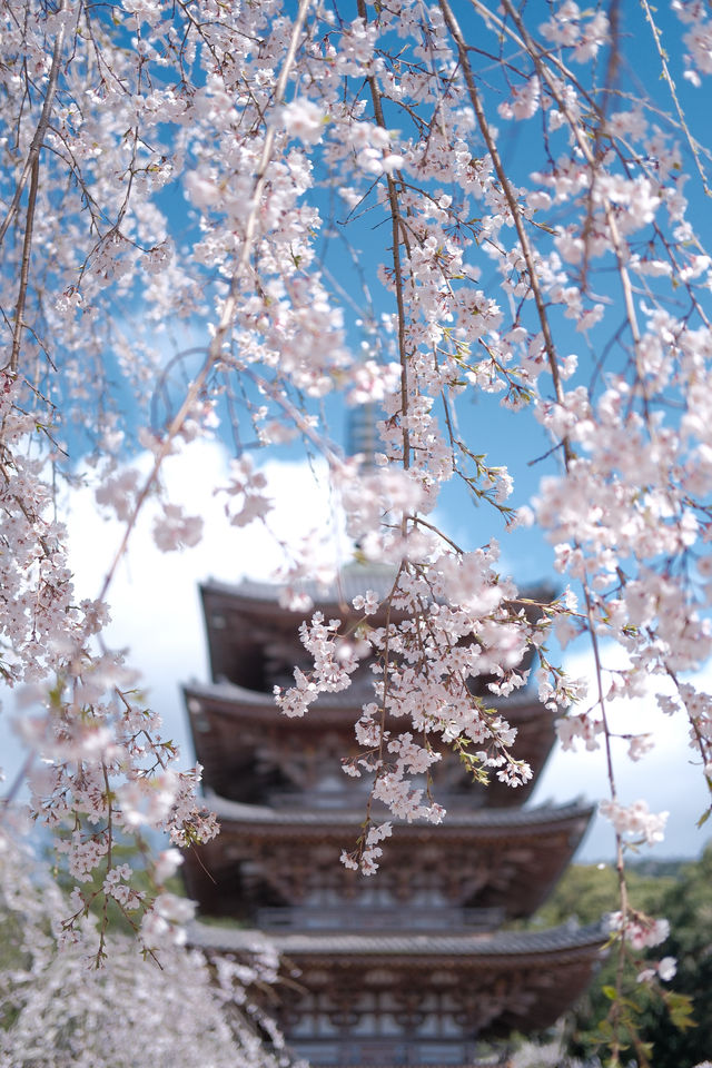 京都【背割堤-醍醐寺一日遊攻略，追櫻大吉】