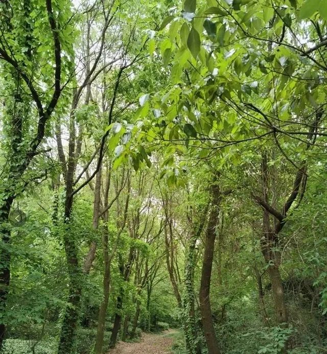 徒步虞山國家森林公園，解鎖自然與人文的雙重盛宴