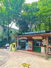 梅雨季同暑假都啱玩嘅溫州大熊貓館親子遊攻略