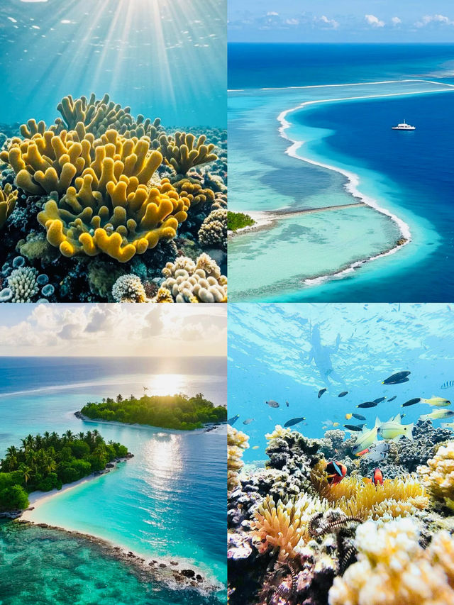 探索西沙群島｜邂逅人間仙境般的碧海珊瑚與靈動海龜