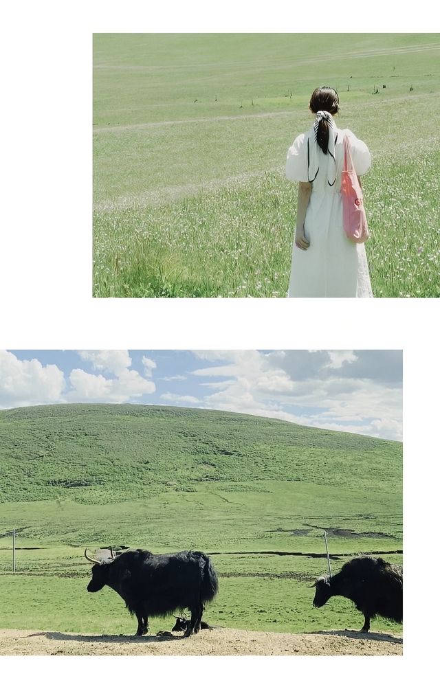 川西｜關於草原嘅夏日瞬間（隨機附錄我嘅寶藏自駕三日攻略路線）