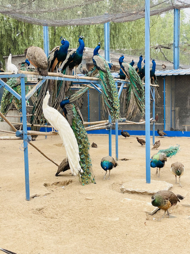 《太原》森林公園