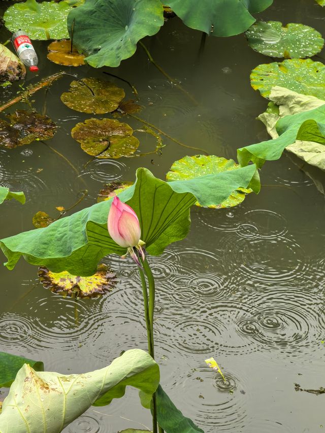 夏日限定！荷花池打卡靚到爆燈
