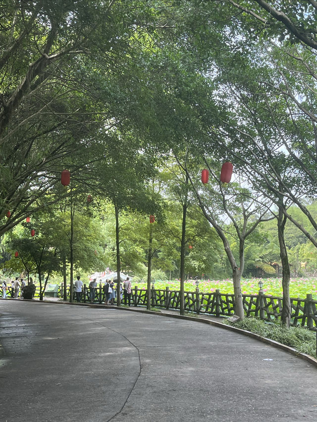 夏日賞荷，感受一份美好與寧靜