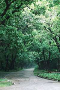 攝影｜瀋陽東陵郊野公園嘅夏天