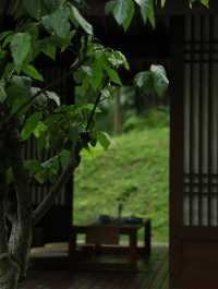 住進森林秘境，邂逅寧靜生活|青城山無境山居