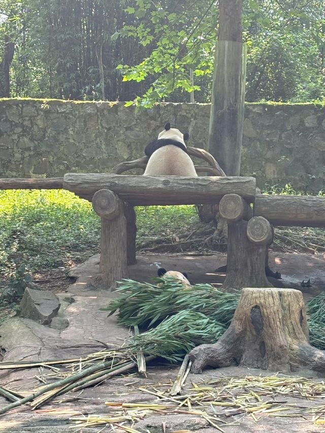 暑假帶小朋友千祈唔好就咁去都江堰熊貓谷
