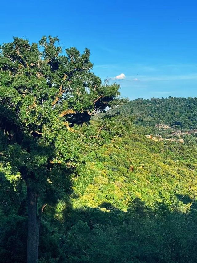 景邁山：隱藏在雲端的土著生活
