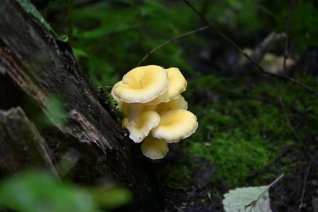 打開鏡頭,蘑菇登場 打開鏡頭,蘑菇登場