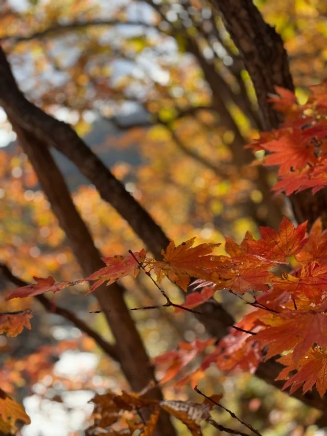 日本10月北海道：秋色與溫泉的盛宴。