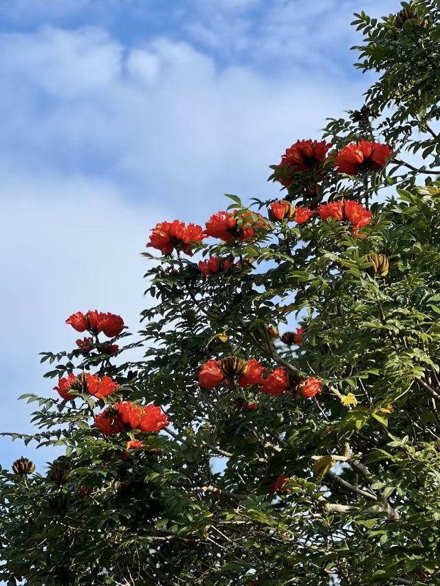 西雙版納｜在中科植物園假裝熱帶冒險家