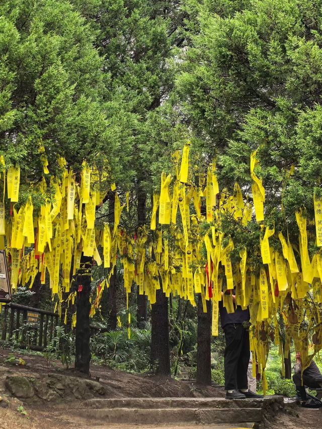 神農架雲海仙境指南