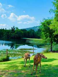 南京長生鹿苑攻略：免費進園+出片技巧，治癒感拉滿