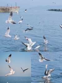#太湖觀鳥最佳點位出爐  蘇州太湖限定浪漫！海鷗、夕陽、燈塔全攻略  ------  追鷗路