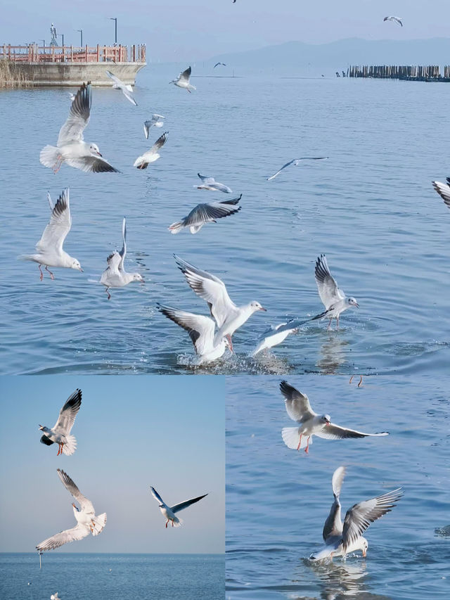 #太湖觀鳥最佳點位出爐  蘇州太湖限定浪漫！海鷗、夕陽、燈塔全攻略  ------  追鷗路