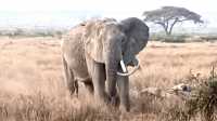 Exceptional Safari Adventure