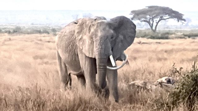 Exceptional Safari Adventure