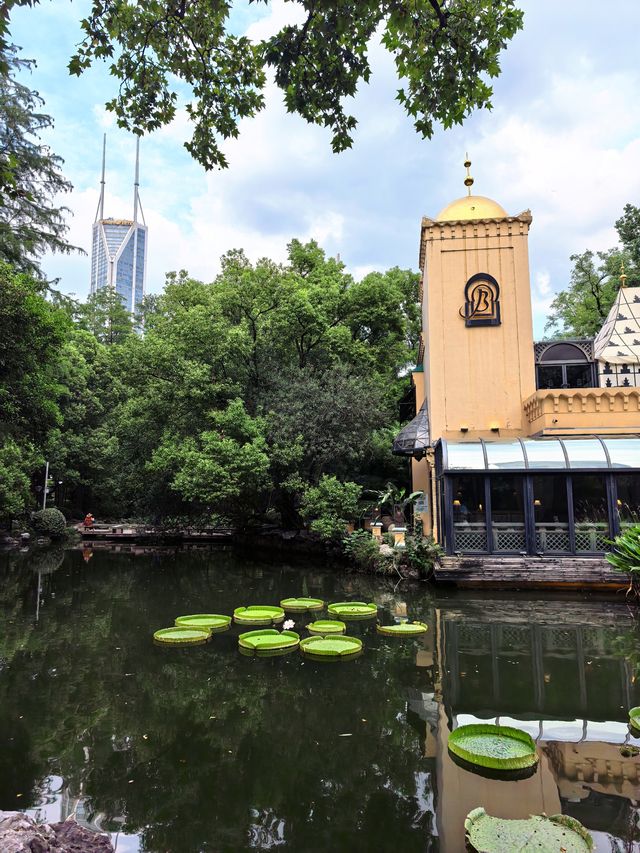 人民公園最後一群睡蓮！天氣好冷植物都撐不住了