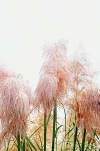 秋風拂過,花穗順勢而起,盡情起舞