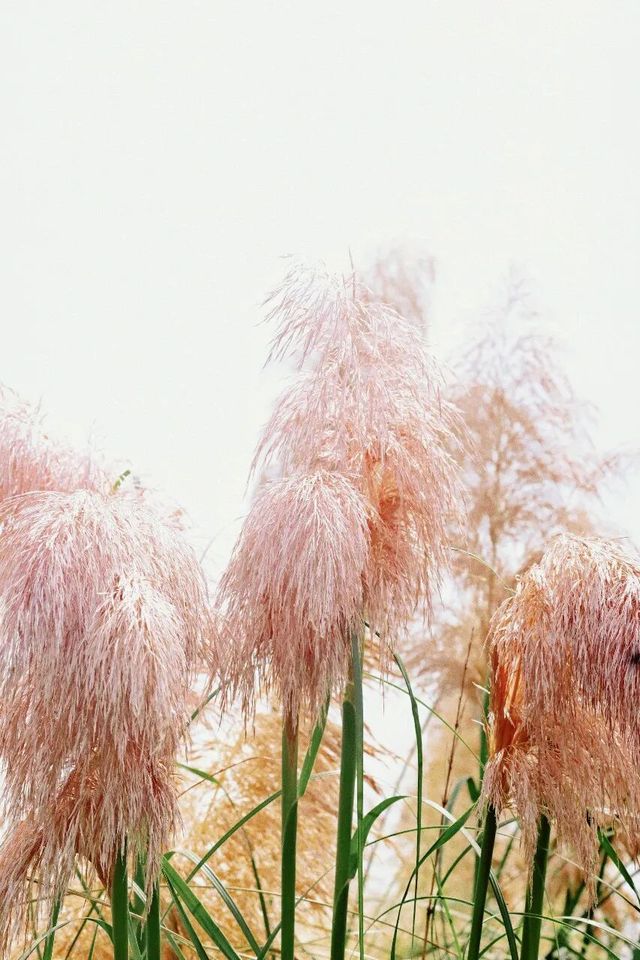 秋風拂過,花穗順勢而起,盡情起舞 秋風拂過,花穗順勢而起,盡情起舞