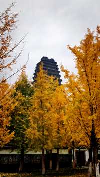 秋日去小雁塔感受歷史的厚重與自然和諧交融吧