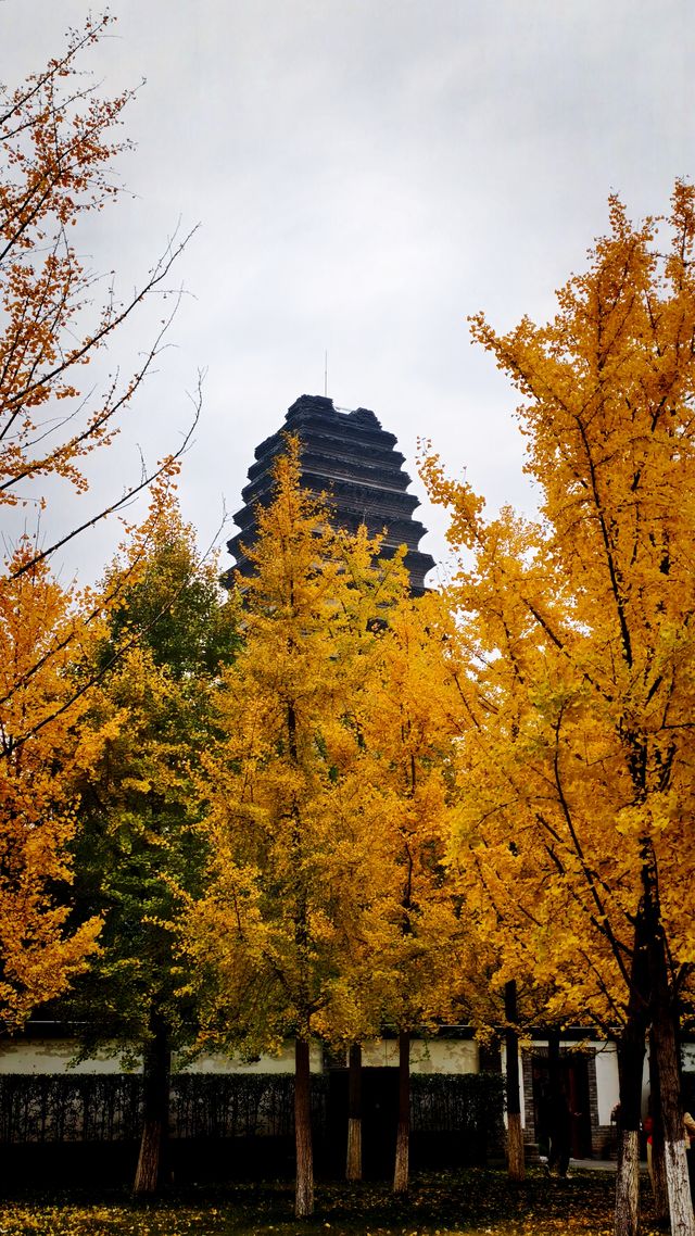秋日去小雁塔感受歷史的厚重與自然和諧交融吧