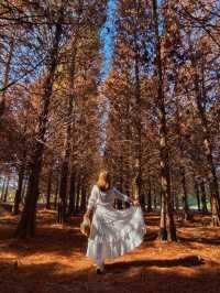 絕美!包場整個落羽松林的韓劇級浪漫