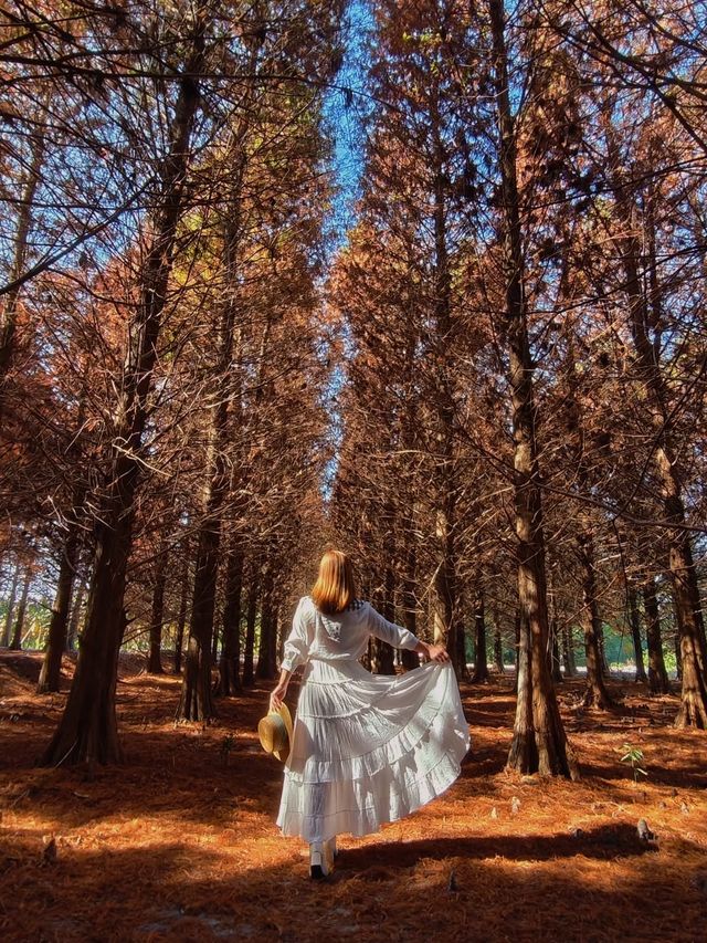 絕美!包場整個落羽松林的韓劇級浪漫 絕美!包場整個落羽松林的韓劇級浪漫