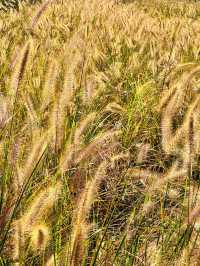 長沙小眾公園天花板磨盤洲生態公園溜娃不擠人