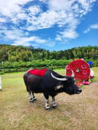 麗水仙都景區遊覽攻略