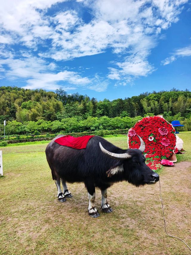 麗水仙都景區遊覽攻略