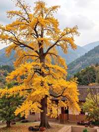 杭州臨安人少景美！指南村被我私藏了～江南版“喀納斯”超驚艷?