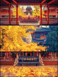 南京最禪意銀杏地毗盧寺私藏機位攻略