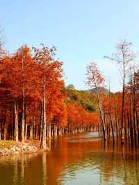 休寧朱村落羽杉｜闖入現實版油畫秋色世界