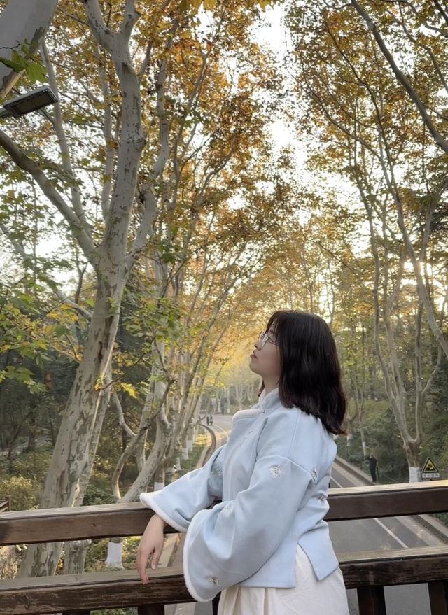 南京真的不顧人死活落羽杉比梧桐還要美