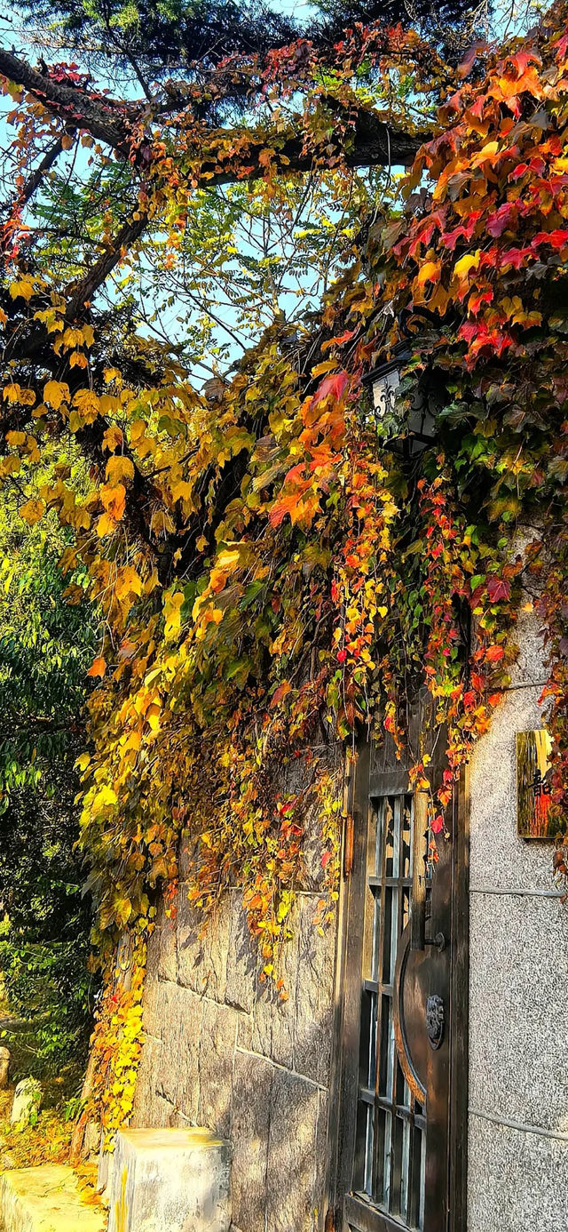 藏在青島的秋日童話,八大關的原生態美太治癒 藏在青島的秋日童話,八大關的原生態美太治癒