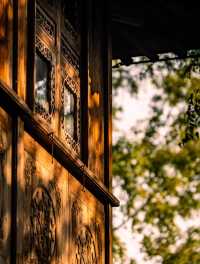 在鹽官,採集秋日金箔紙