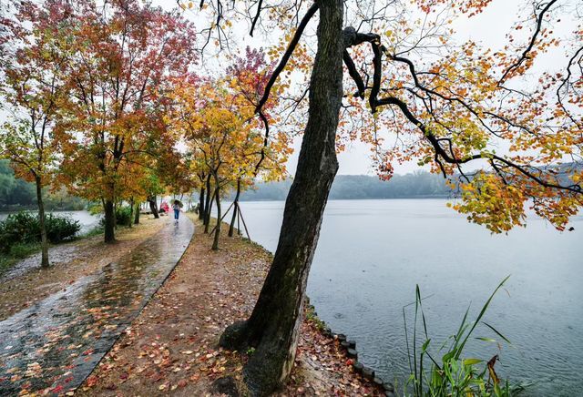 獨享絕美秋景!南京植物園月牙堤紅葉雨景打卡攻略 獨享絕美秋景!南京植物園月牙堤紅葉雨景打卡攻略