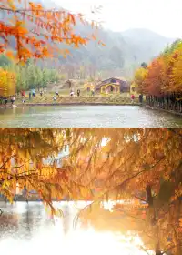 闖入嶺南的金色童話!落羽杉觀賞期已至