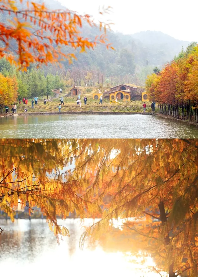 闖入嶺南的金色童話!落羽杉觀賞期已至 闖入嶺南的金色童話!落羽杉觀賞期已至