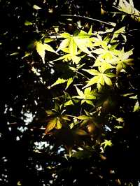 都市中的秋日詩篇