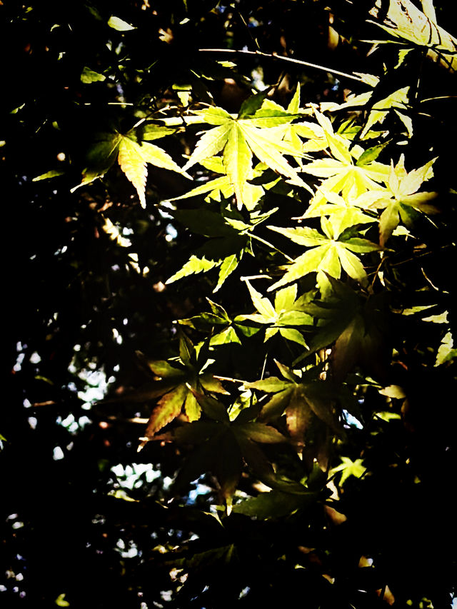 都市中的秋日詩篇 都市中的秋日詩篇