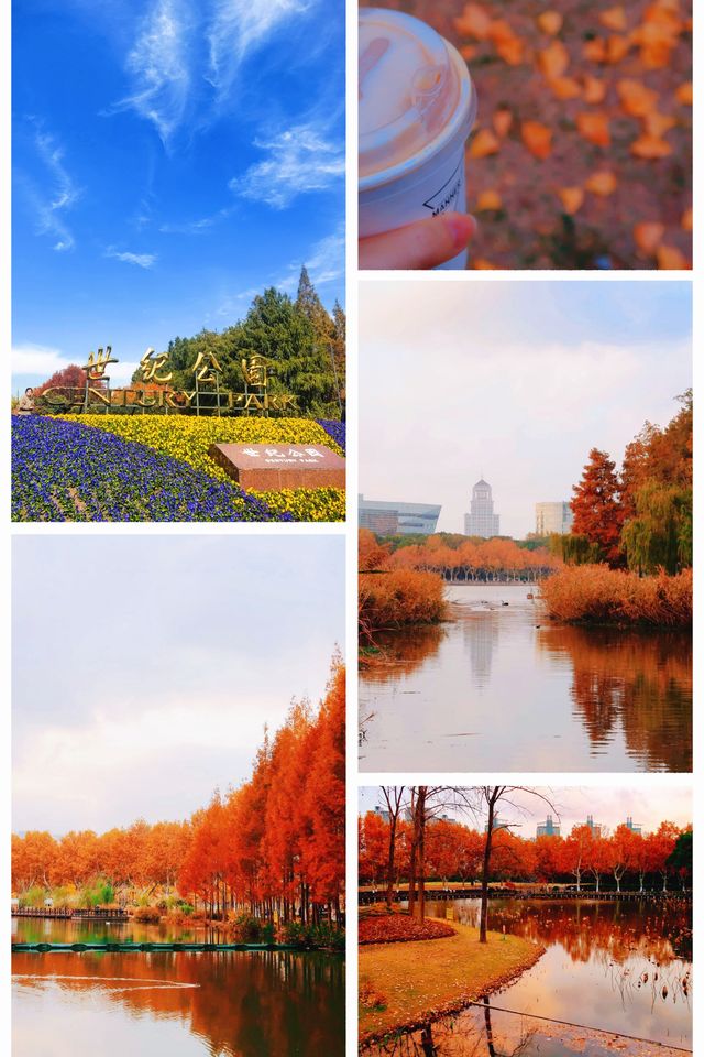 梧桐金雨絕絕子！世紀公園秋日限定攻略